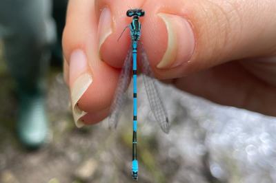 <i>Coenagrion puella</i>