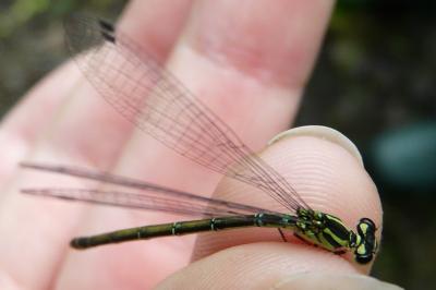 <i>Coenagrion puella</i>