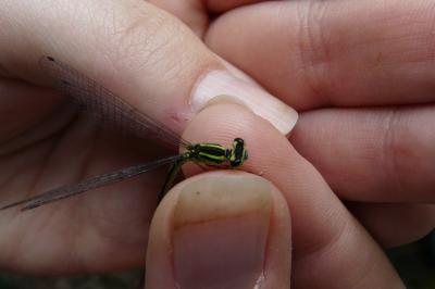 <i>Coenagrion puella</i>