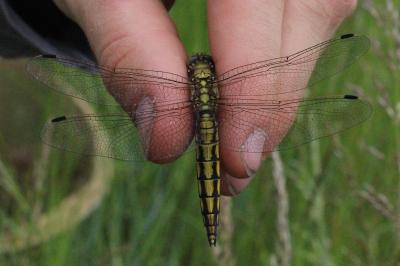 <i>Orthetrum cancellatum</i>