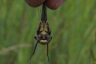<i>Orthetrum cancellatum</i>