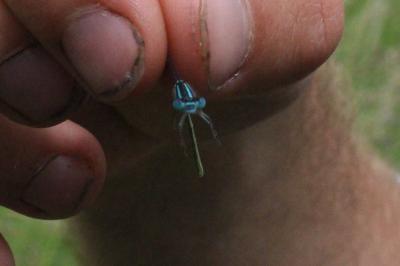 <i>Erythromma lindenii</i>