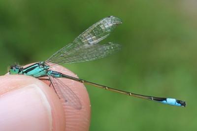 <i>Ischnura elegans</i>