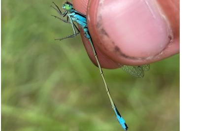 <i>Ischnura elegans</i>