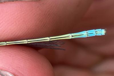 <i>Ischnura elegans</i>