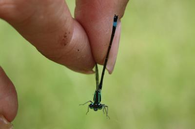 <i>Ischnura elegans</i>