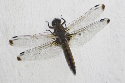 <i>Libellula fulva</i>