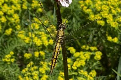 <i>Orthetrum cancellatum</i>