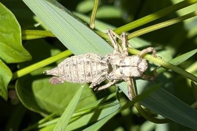 <i>Cordulegaster boltonii</i>