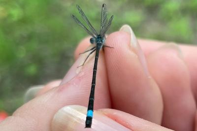 <i>Ischnura elegans</i>