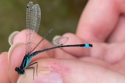 <i>Ischnura elegans</i>