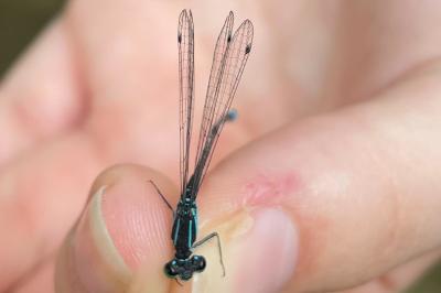 <i>Ischnura elegans</i>