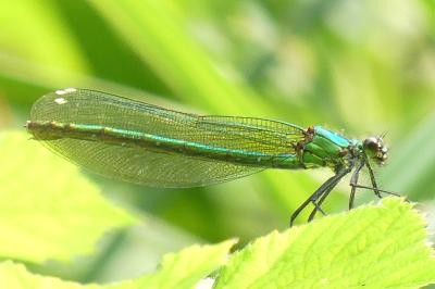 <i>Calopteryx splendens</i>