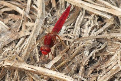 <i>Crocothemis erythraea</i>