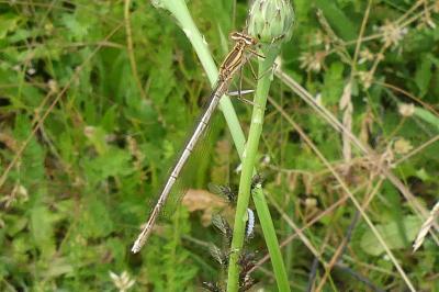 <i>Platycnemis pennipes</i>