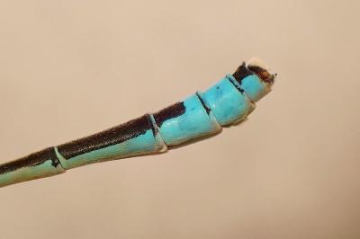 <i>Ischnura pumilio</i>