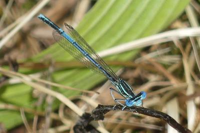 <i>Platycnemis pennipes</i>