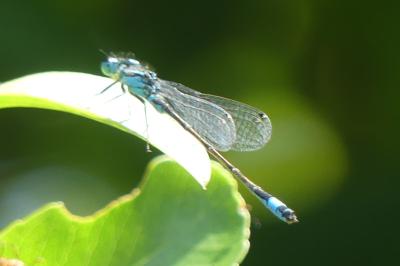 <i>Ischnura elegans</i>