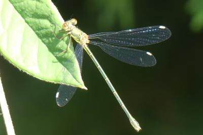 <i>Chalcolestes viridis</i>