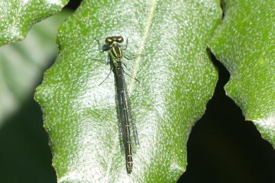 <i>Coenagrion puella</i>