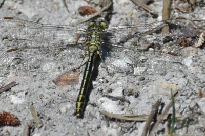 <i>Gomphus simillimus</i>