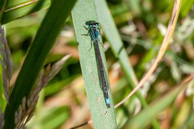 <i>Ischnura elegans</i>