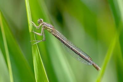 <i>Platycnemis pennipes</i>