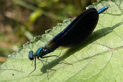 <i>Calopteryx virgo</i>