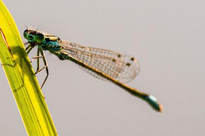 <i>Ischnura elegans</i>
