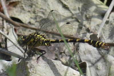 <i>Onychogomphus forcipatus</i>