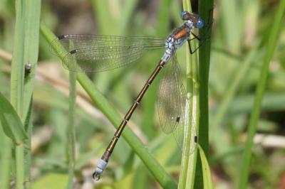 <i>Lestes dryas</i>