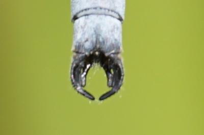 <i>Lestes dryas</i>