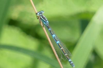 <i>Coenagrion scitulum</i>