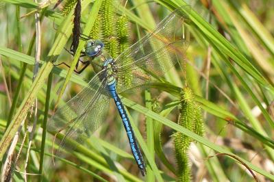 <i>Anax imperator</i>