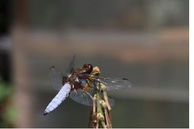 <i>Libellula depressa</i>