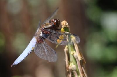 <i>Libellula depressa</i>