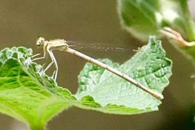 <i>Platycnemis pennipes</i>