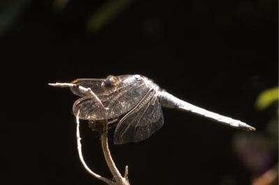 <i>Orthetrum brunneum</i>