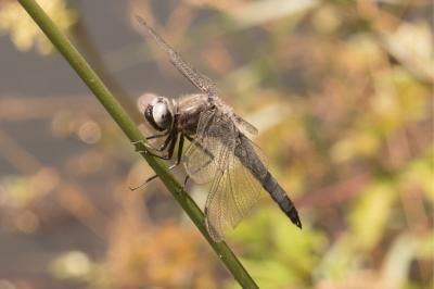 <i>Libellula fulva</i>