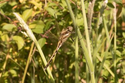 <i>Orthetrum albistylum</i>