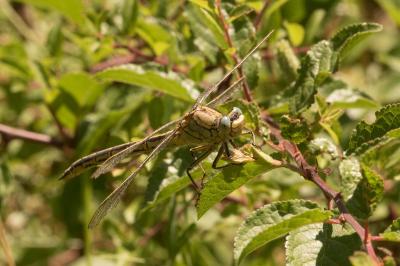 <i>Gomphus pulchellus</i>