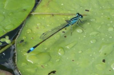 <i>Ischnura elegans</i>