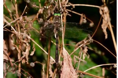 <i>Oxygastra curtisii</i>