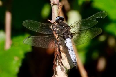 <i>Libellula fulva</i>