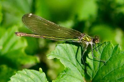 <i>Calopteryx splendens</i>