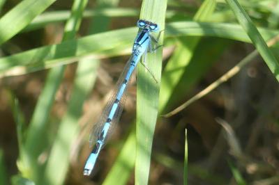 <i>Enallagma cyathigerum</i>