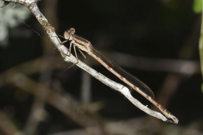 <i>Sympecma fusca</i>