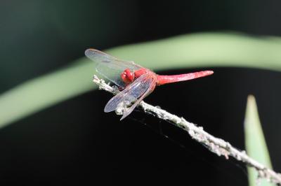 <i>Crocothemis erythraea</i>