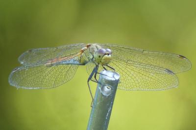 <i>Sympetrum sanguineum</i>