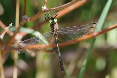 <i>Oxygastra curtisii</i>